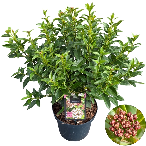 Viburnum Tinus