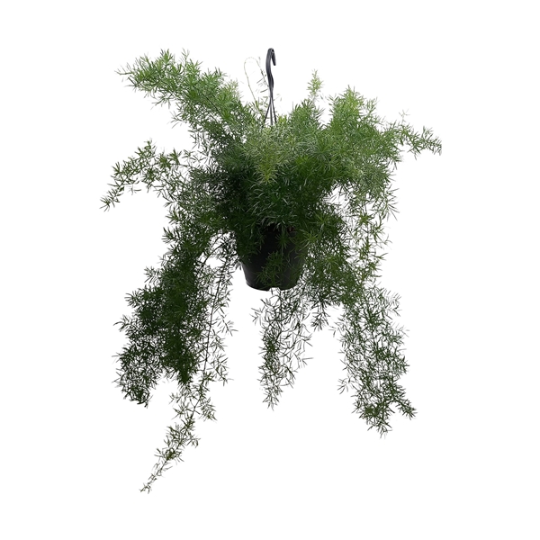 Asparagus Densiflorus Sprengeri