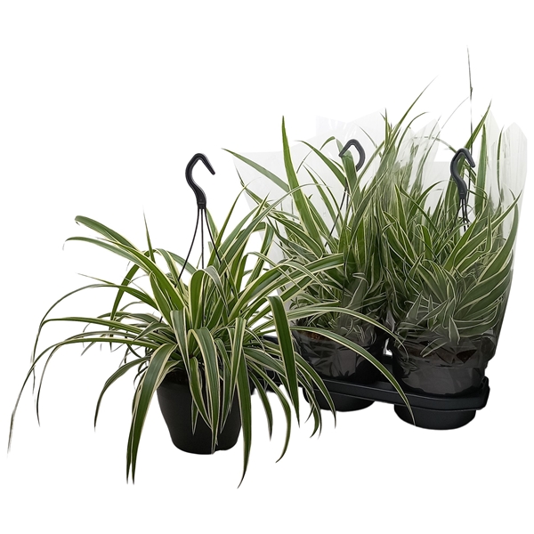 Chlorophytum Comosum Vittatum Ampel