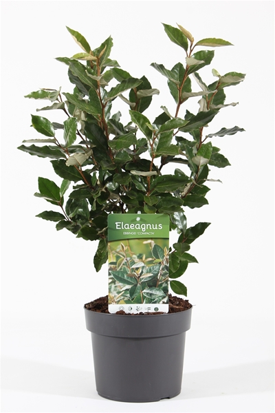 Elaeagnus Ebbingei Compacta