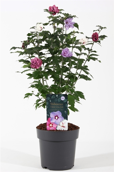 Hibiscus Syriacus Tricolor