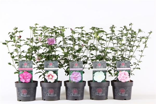 Hibiscus Syriacus Chiffon Mixlage
