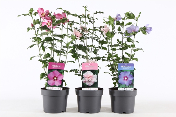 Hibiscus Syriacus Mixlage