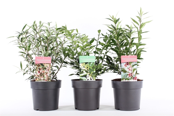 Sarcococca Hookeriana Humilis Mixlage