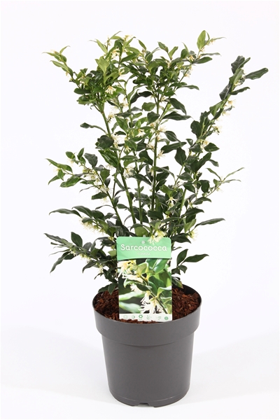 Sarcococca Humilis Confusa