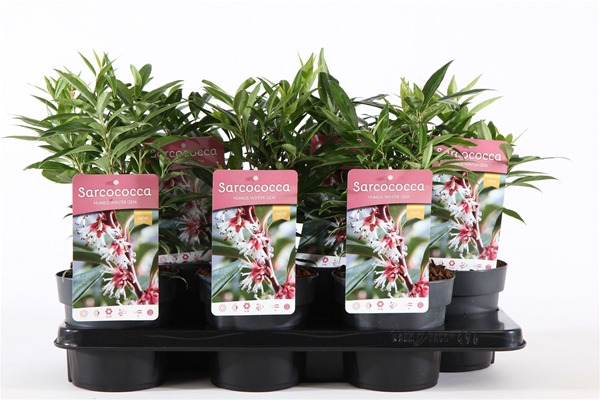 Sarcococca Humilis Winter Gem