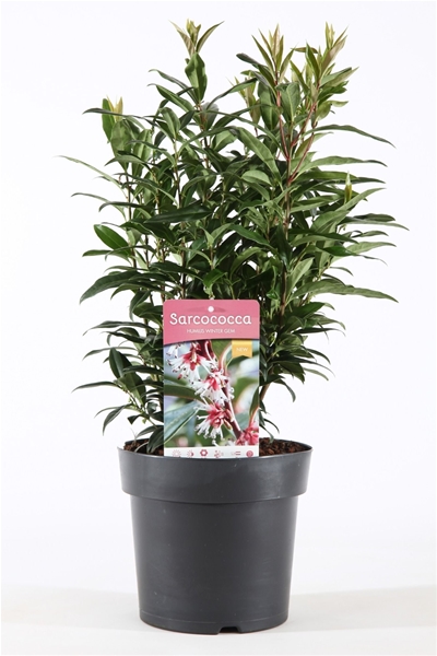 Sarcococca Humilis Winter Gem