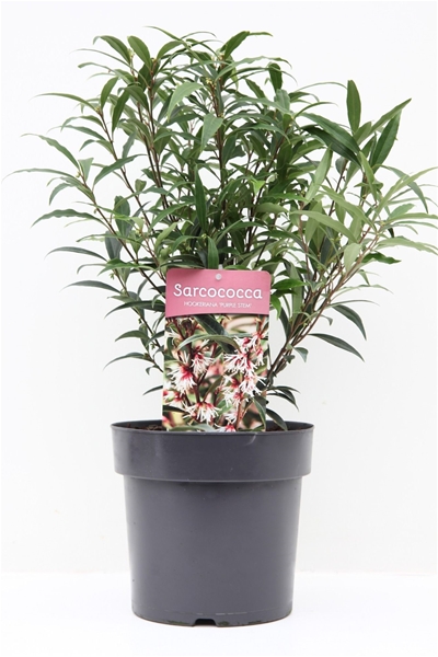 Sarcococca Humilis Purple Stem