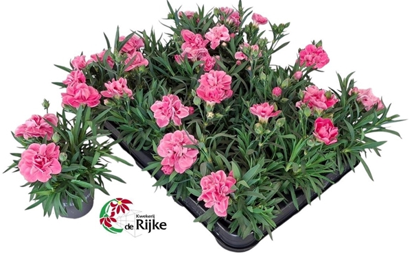 Dianthus Rosa
