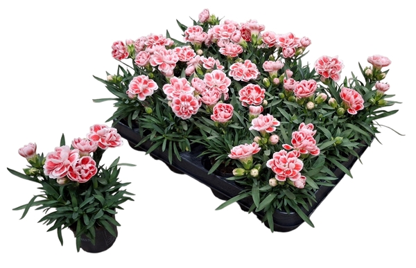 DianP7zalmroze