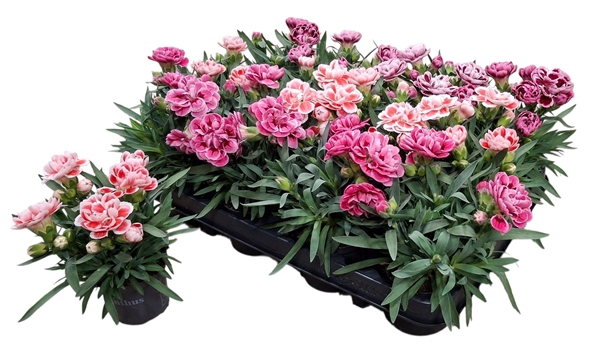 Dianthus Mixtray