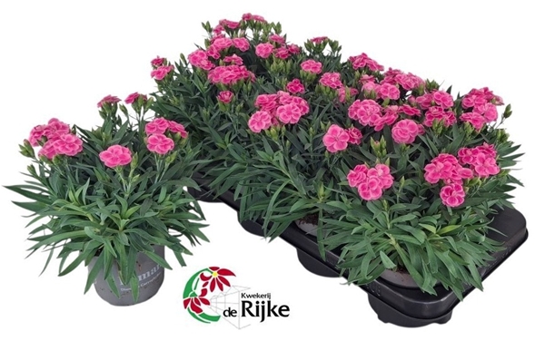 Dianthus Peman