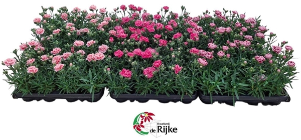 Dianthus Mixlage