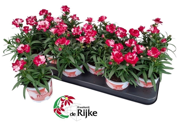 Dianthus Red & Proud