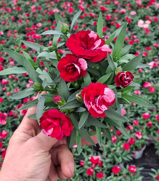 Dianthus Red & Proud