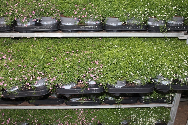 Gypsophilla Muralis Gypsy Mixlage