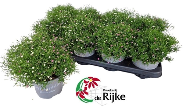 Gypsophila Muralis Gypsy Duo