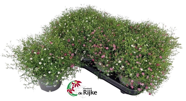 Gypsophila Muralis Gypsy Duo