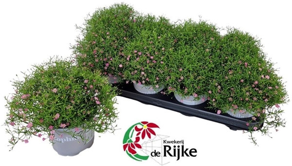 Gypsophila Muralis Gypsy Pink