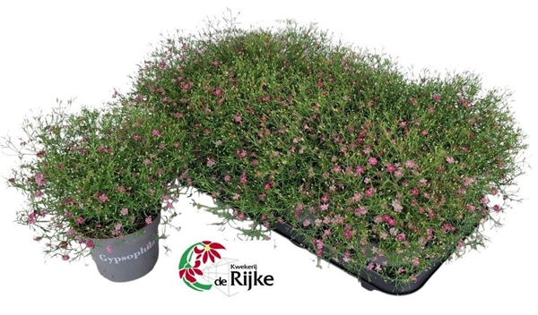 Gypsophila Muralis Gypsy Pink