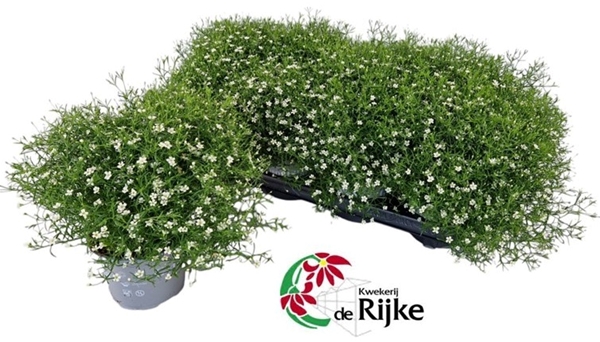 Gypsophila Muralis Gypsy Weiss