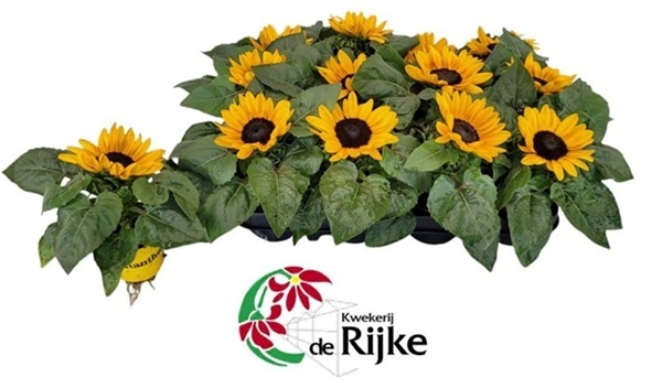 Helianthus Annuus Petisol