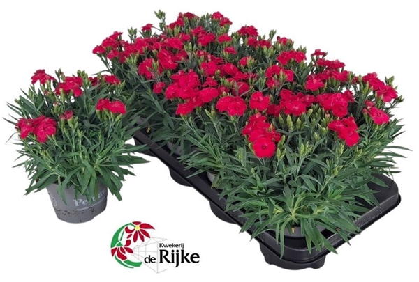 Dianthus Peman Red