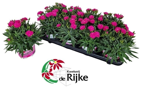 Dianthus Peman Violett
