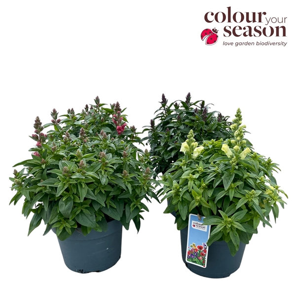 Antirrhinum Candy Tops Mixlage