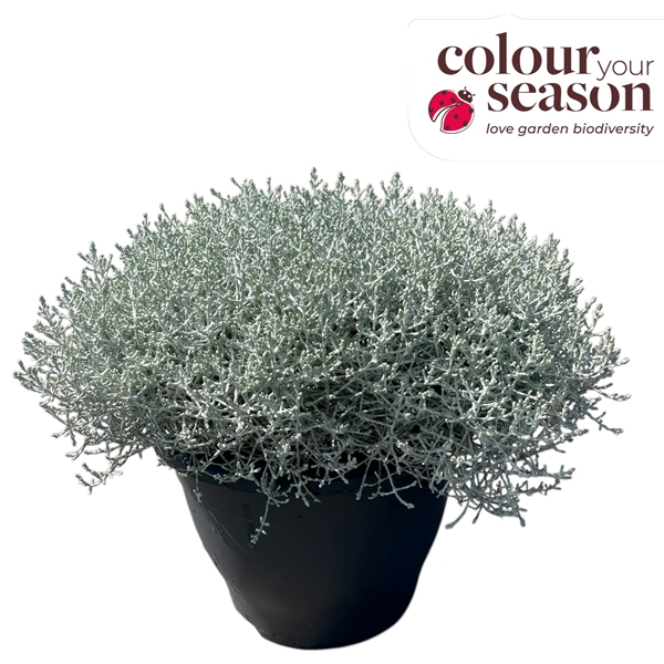 Calocephalus Brownii