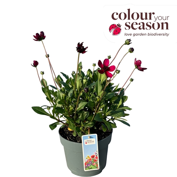 Cosmos Cherry Chocolate