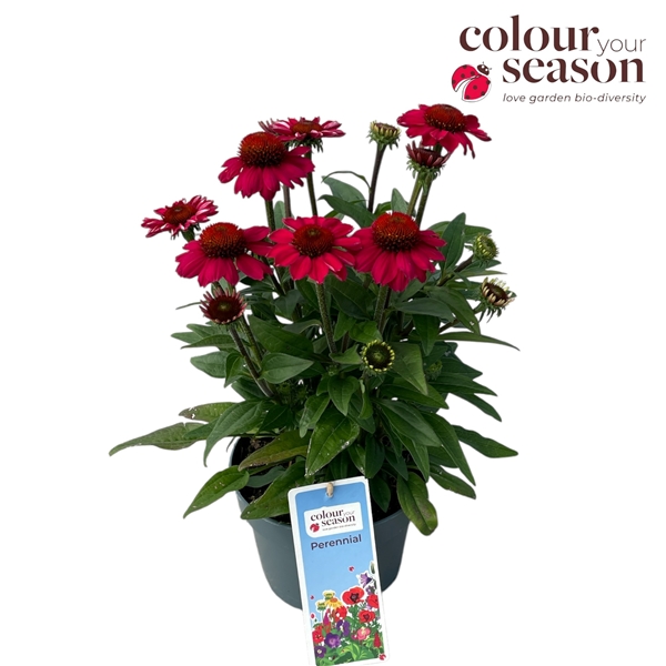 Echinacea Flirty 