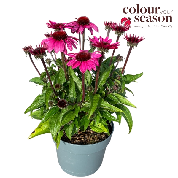 Echinacea Imagination 