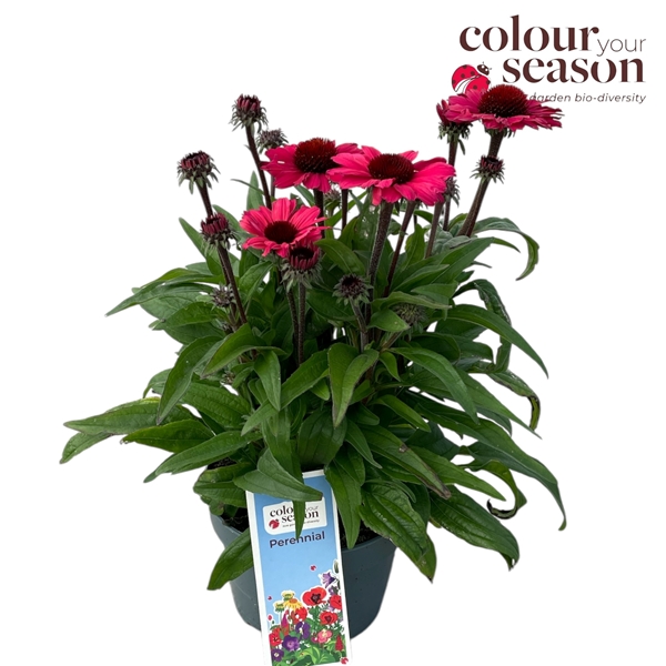 Echinacea SunSeekers Carmine 