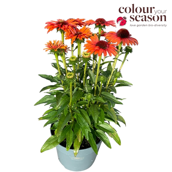 Echinacea SunSeekers Mineola 