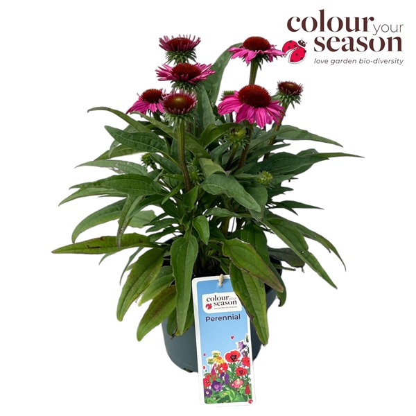 Echinacea SunSeekers Hot Pink