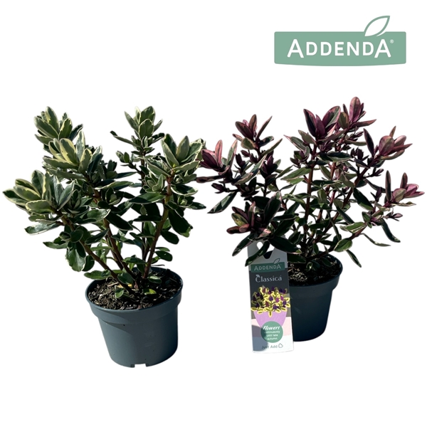 Hebe Veronica Classica Mixlage