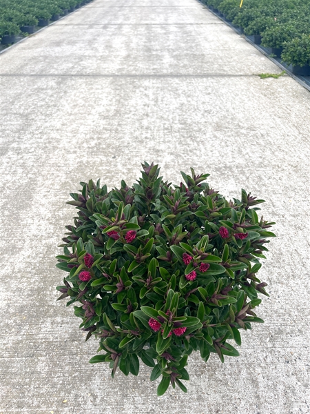 Hebe Addenda® Petita Red schaal 23