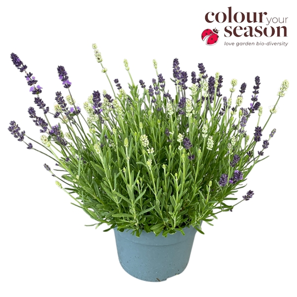 Lavandula Angustifolia Ardeche Duo