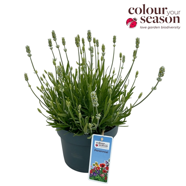 Lavandula Angustifolia White Summer