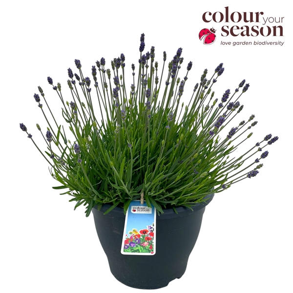 Lavandula Angustifolia Essence Purple