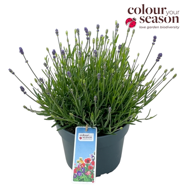 Lavandula Angustifolia Essence Purple