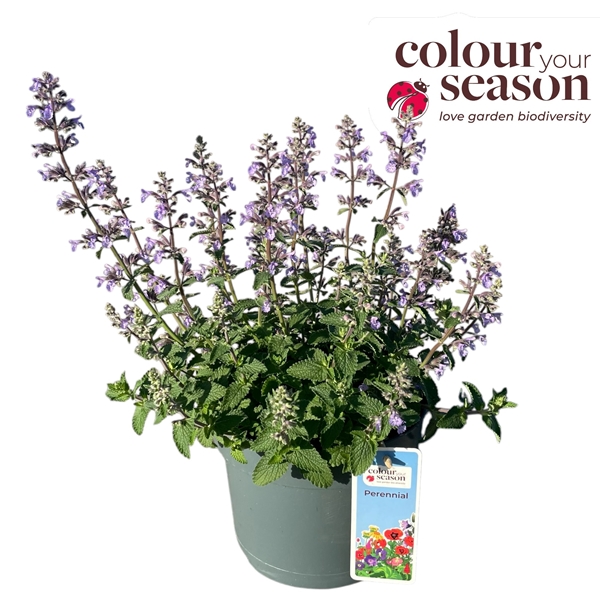Nepeta Picture Purrfect
