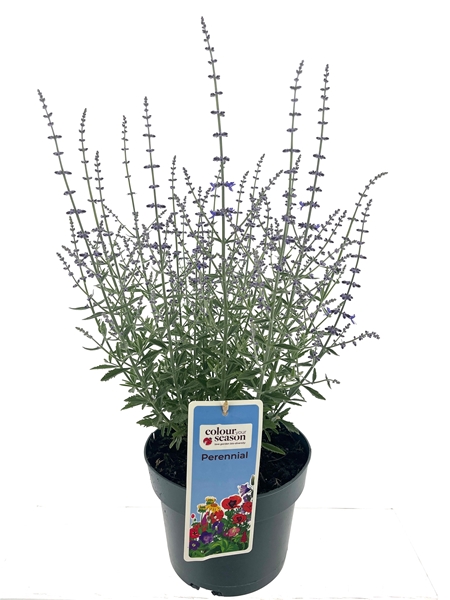Perovskia Bluesette