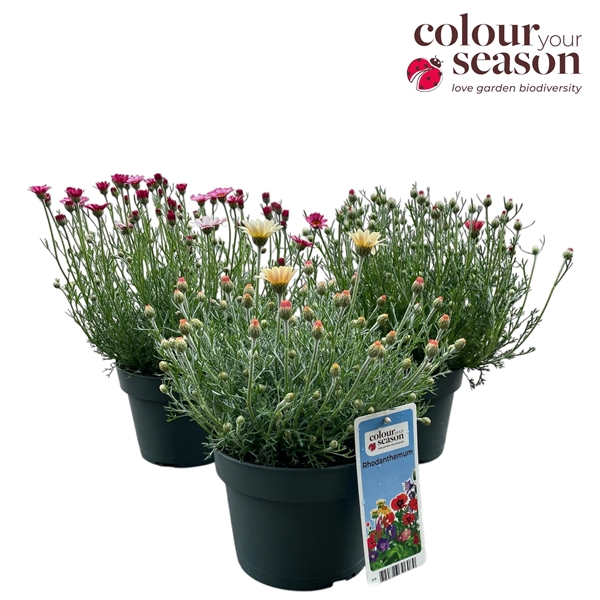 Rhodanthemum Zagora Mixlage