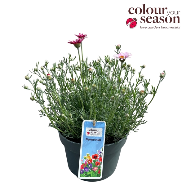 Rhodanthemum Marrakech