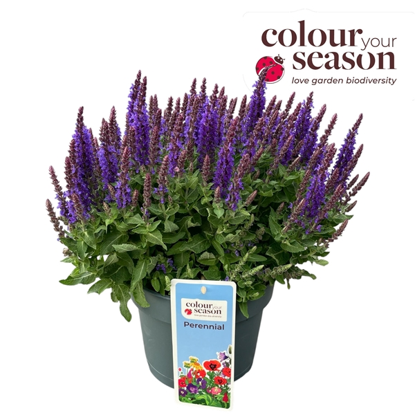Salvia Sensation Blau
