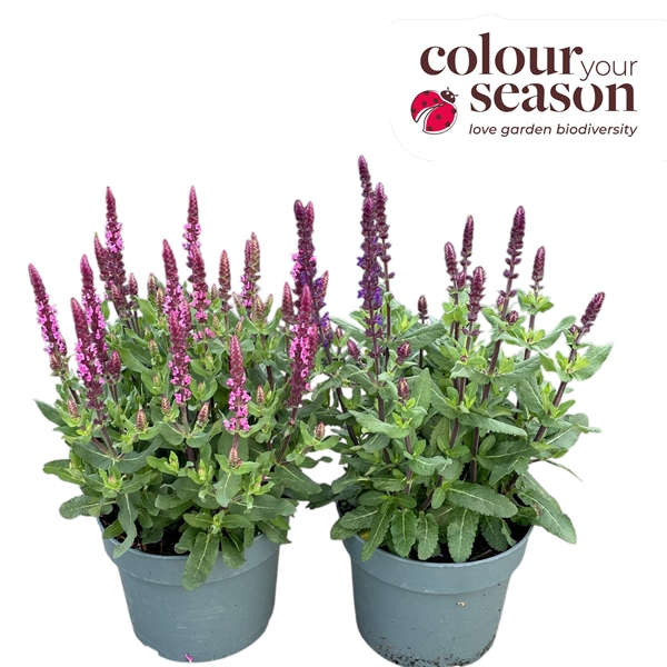 Salvia Caradonna Blau