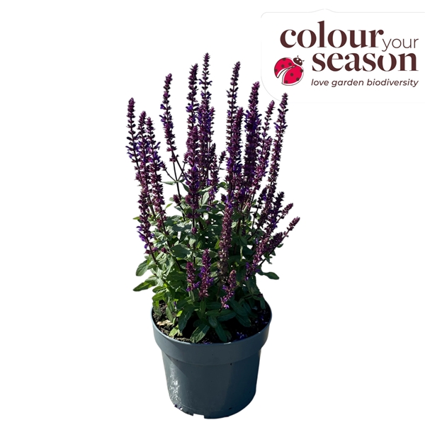 Salvia Caradonna Blau