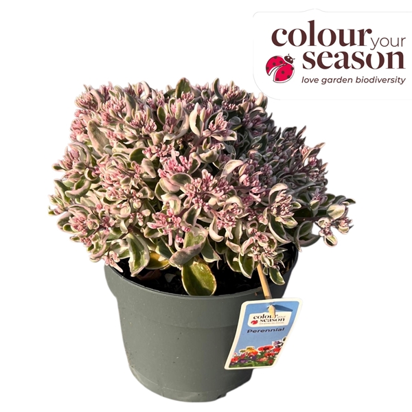 Sedum La Vie en Rose
